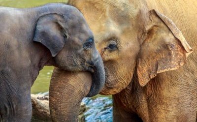 В ЮАР сняли на видео розового слоненка-альбиноса