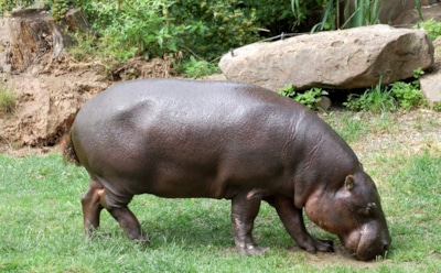В зоопарке Москвы впервые за 30 лет поселился карликовый бегемот