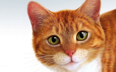 В Нижнем Новгороде открыта вакансия коту с окладом 20 тысяч рублей