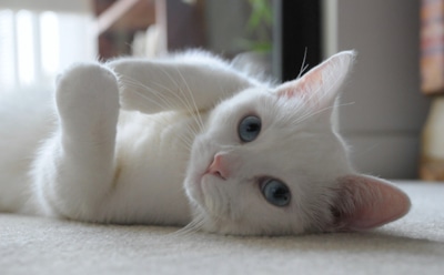 Во Франции хозяйка нашла пропавшую кошку спустя 9 лет