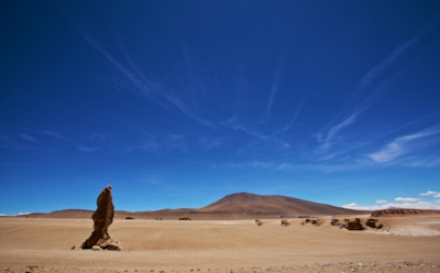 В самой засушливой пустыне мира Атакама расцвели цветы