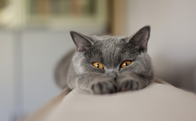 Ученые обнаружили пять личностей кошки