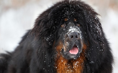 Самые дорогие собаки