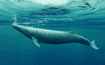 Ученые из Австралии опровергли эволюционную гипотезу Дарвина