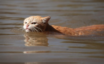 Злой кот из Хьюстона стал интернет-мемом