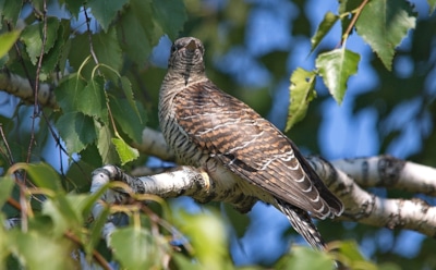 Ученые рассказали, как кукушки "дурят" других птиц