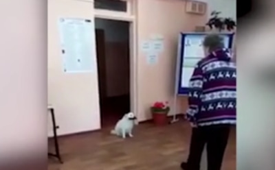 В Бурятии собака с паспортом пришла на выборы в Улан-Удэ