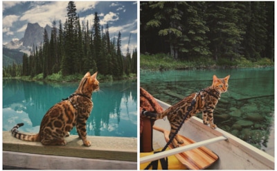 Бенгальская кошка из Канады стала звездой Сети