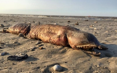 В Техасе ураган «Харви» вынес на пляж «морское чудовище»