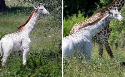 В Кении впервые сняли на камеру белых жирафов
