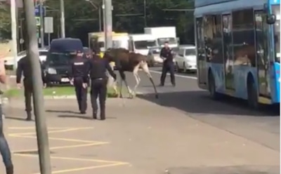 В Москве полицейские пытались поймать лося
