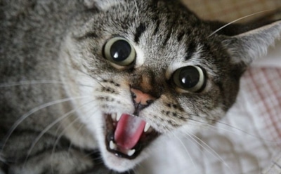 Ученые рассказали, почему у большинства кошек скверный характер