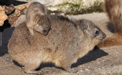Ученые обнаружили самого маленького предка слона