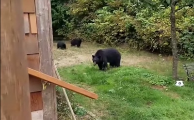 В Канаде мужчина вежливо попросил медведей уйти со двора