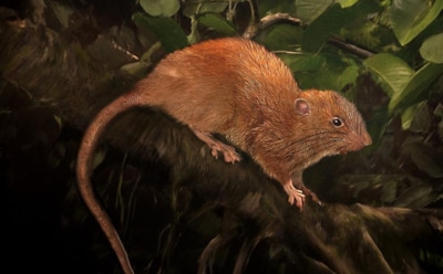 Ученые нашли следы гигантской мифической крысы