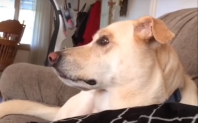 Лабрадор на камеру провыл под песню про Губку Боба Квадратные Штаны