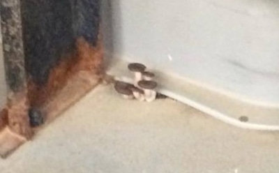 В новосибирской маршрутке сняли растущие опята