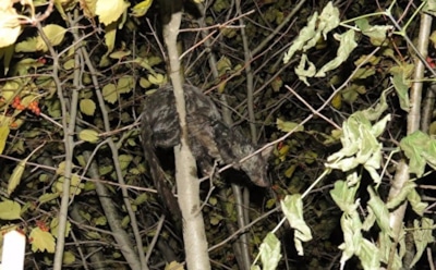 У жителя Екатеринбурга из унитаза вылезла неизвестная «тварь»