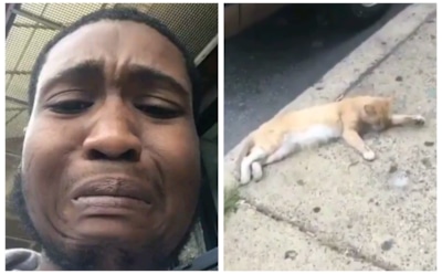 В США блогер «взорвал» Сеть видео «воскрешения» кота