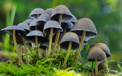 Учёные: галлюциногенные грибы помогают в борьбе с депрессией