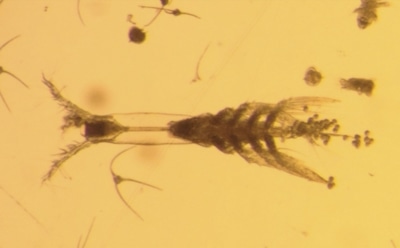 В Арктике обнаружили неизвестное существо