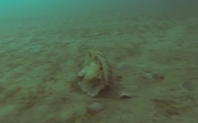 Редкую арктическую медузу засняли на камеру