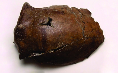 Найдена самая старая жертва цунами