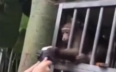 В Китае обезьяна стащила смартфон у любительницы селфи