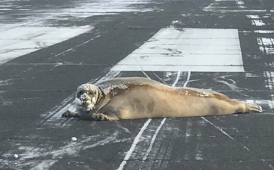 На Аляске 200-килограммовый тюлень заблокировал взлетно-посадочную полосу