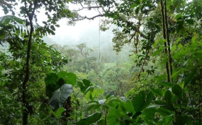 В джунглях нашли американскую семью, сбежавшую от пиратов