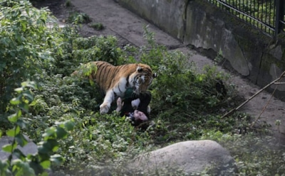В Калининграде тигр Тайфун напал на сотрудницу зоопарка