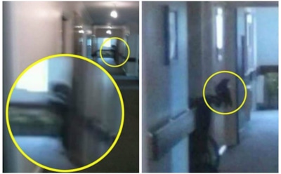 Англичанка сфотографировала «настоящую смерть»