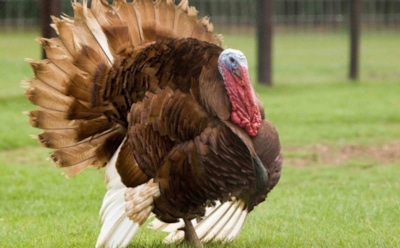 Украинец три дня прятался в лесу из-за индюка