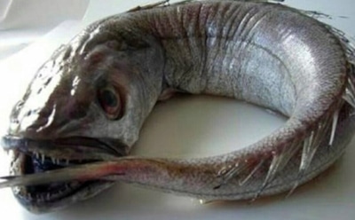 В Сети испугались «адской» головы рыбы хек