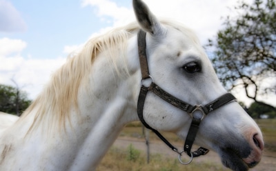 В Бразилии за порчу автомобиля лошадь посадили в тюрьму