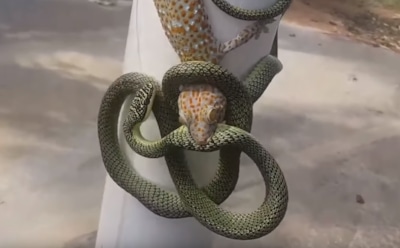 В Сети появилось видео схватки змеи и геккона