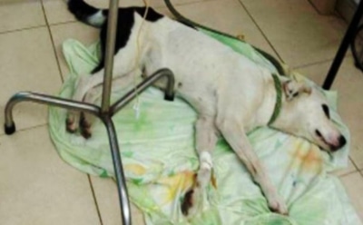 В аэропорту брошенная хозяином собака скончалась от тоски