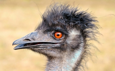 Наглый эму-воришка стал новым героем Интернета