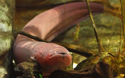 Китайские врачи спасли мужчину, вытащив из кишечника полуметрового угря