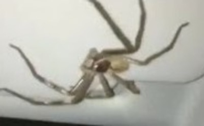 В Австралии гигантский паук взял женщину «в заложники»