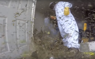 В США уничтожение огромного осиного гнезда сняли на видео