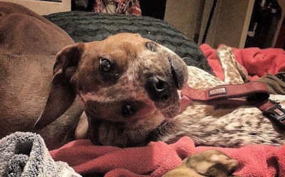 В соцсетях обсуждают оптическую иллюзию «бедной собаки»