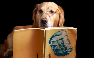 Ученые выяснили, кто умнее – собаки или кошки