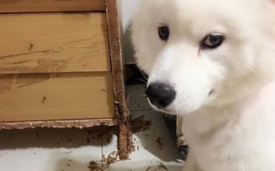 На Тайване собака уничтожила всю порноколлекцию хозяина