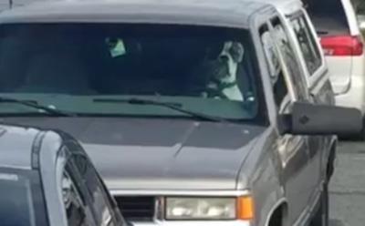 В Сети появилось вирусное видео с собакой, запертой в машине