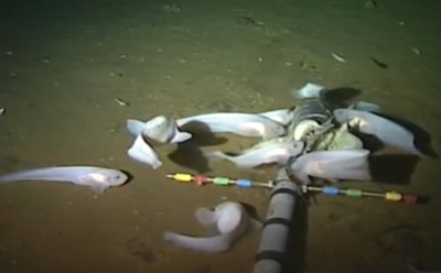 Ученые засняли самую глубоководную рыбу на видео