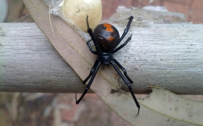 Австралийка показала последствия «дождя» из смертельно опасных пауков