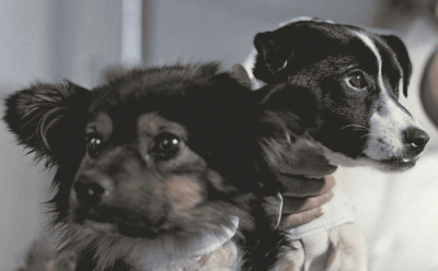 Ученые рассказали, что произойдет с собакой на Марсе