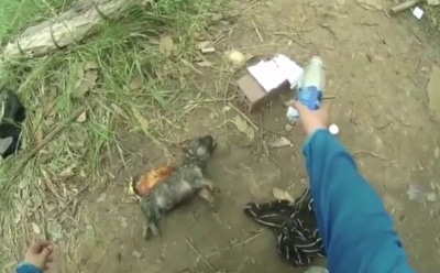 В Сети появилось трогательное видео спасения утопающего щенка