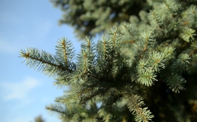 Ученые: новогодние елки могут быть опасны для здоровья мужчин
